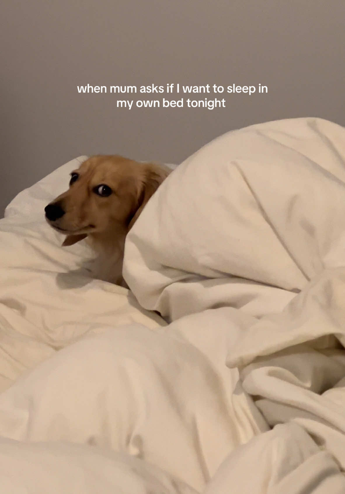 @WOLFIE