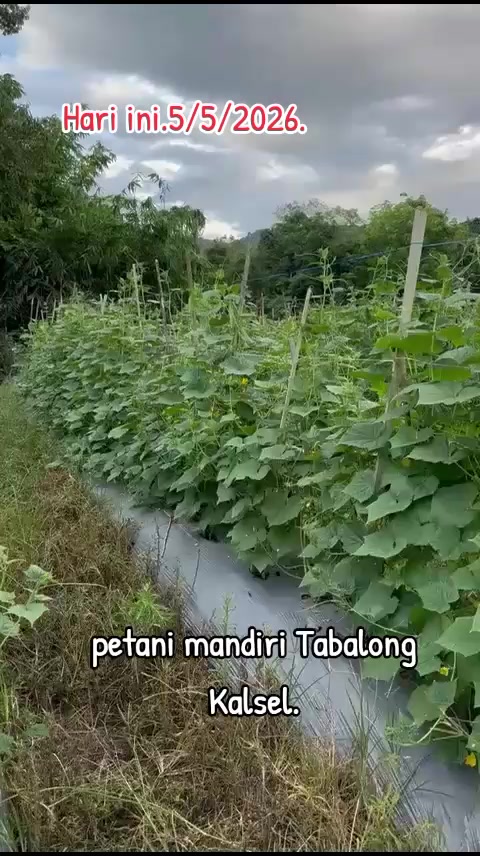 @SURYA TANI