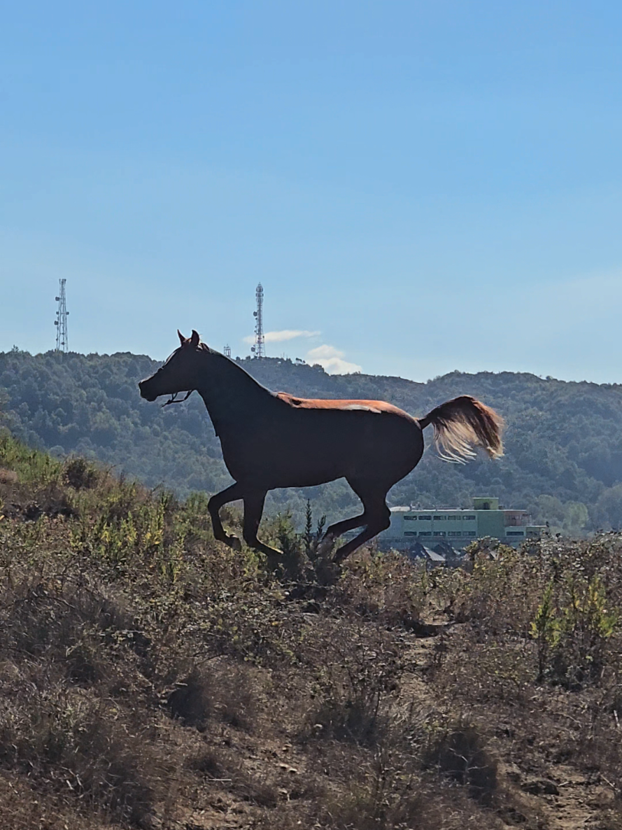 @Horse Training Center Albania