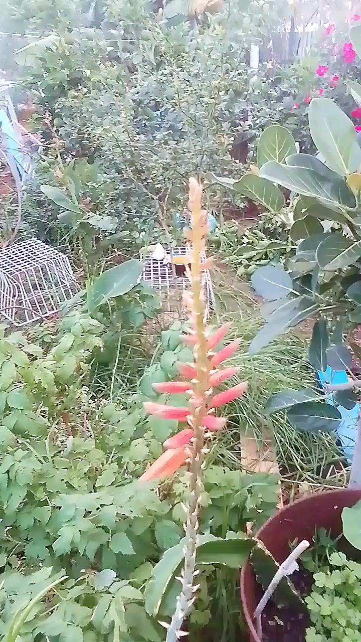 @Uthinkithot_Capcut organic