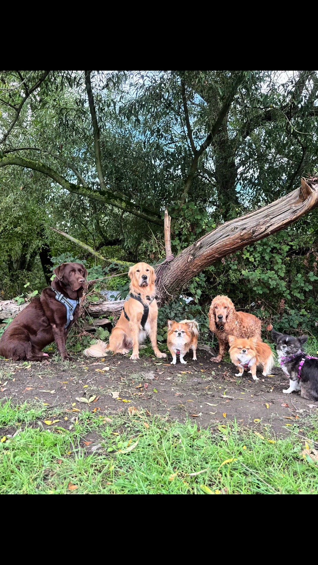 @DogWalk78