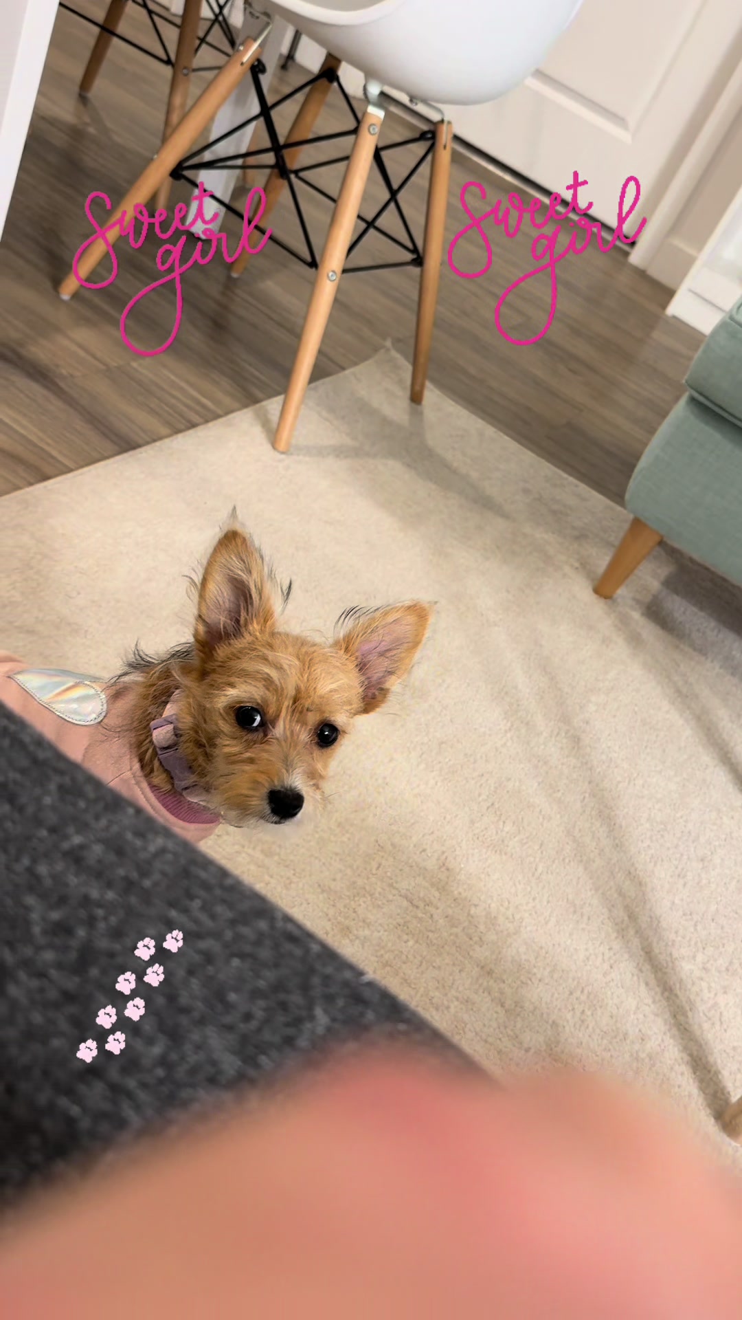@Puppy Mynnie (Podlee + Cogi)