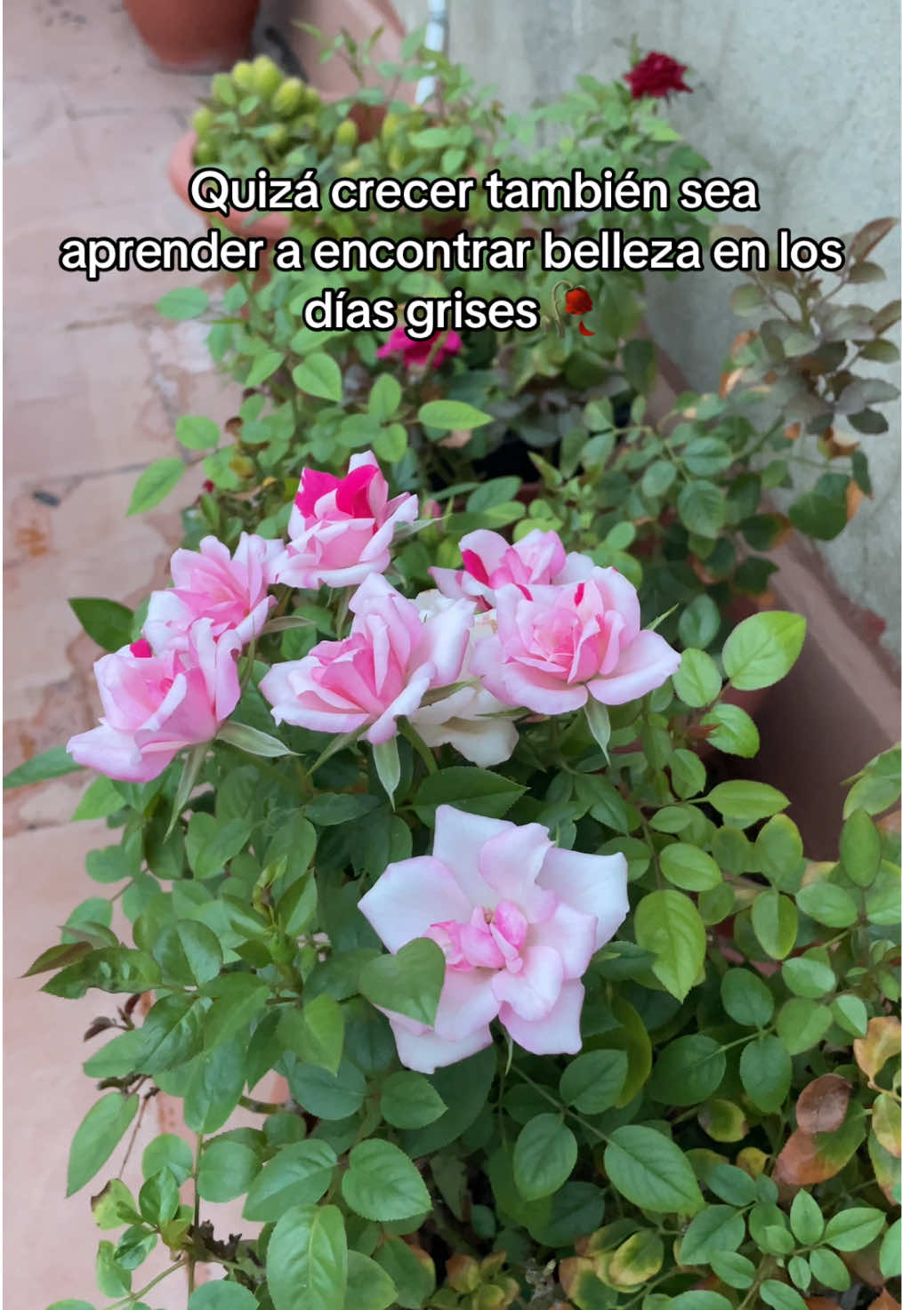 @☆Buni☆