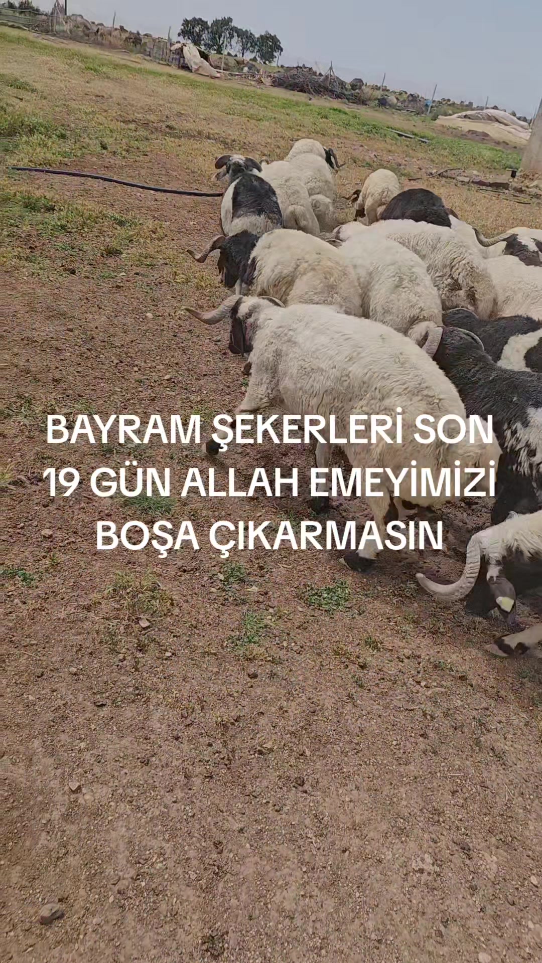 @EMİNOĞLU BESİCİLİK