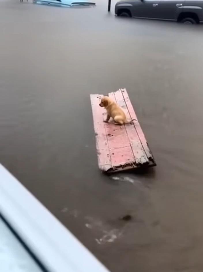 @GuardianMoments