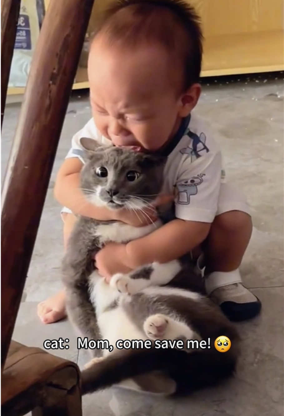 @Funny cat 520