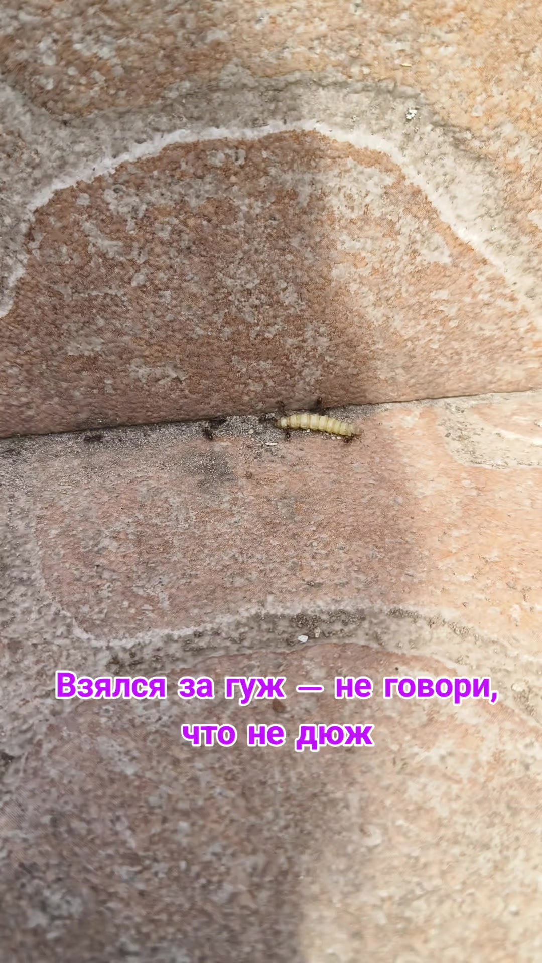 @🇧🇾🀄Alena and Tenshi🀄🇧🇾