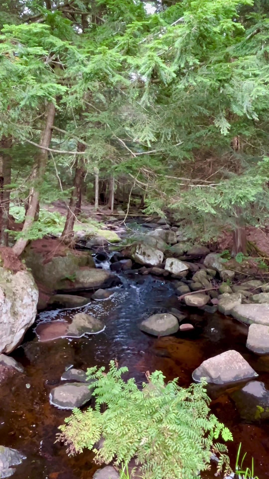 @Wild Adirondacks
