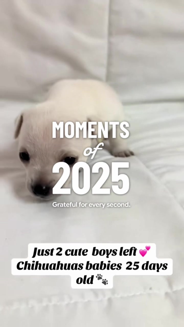 @chihuahuasbabies