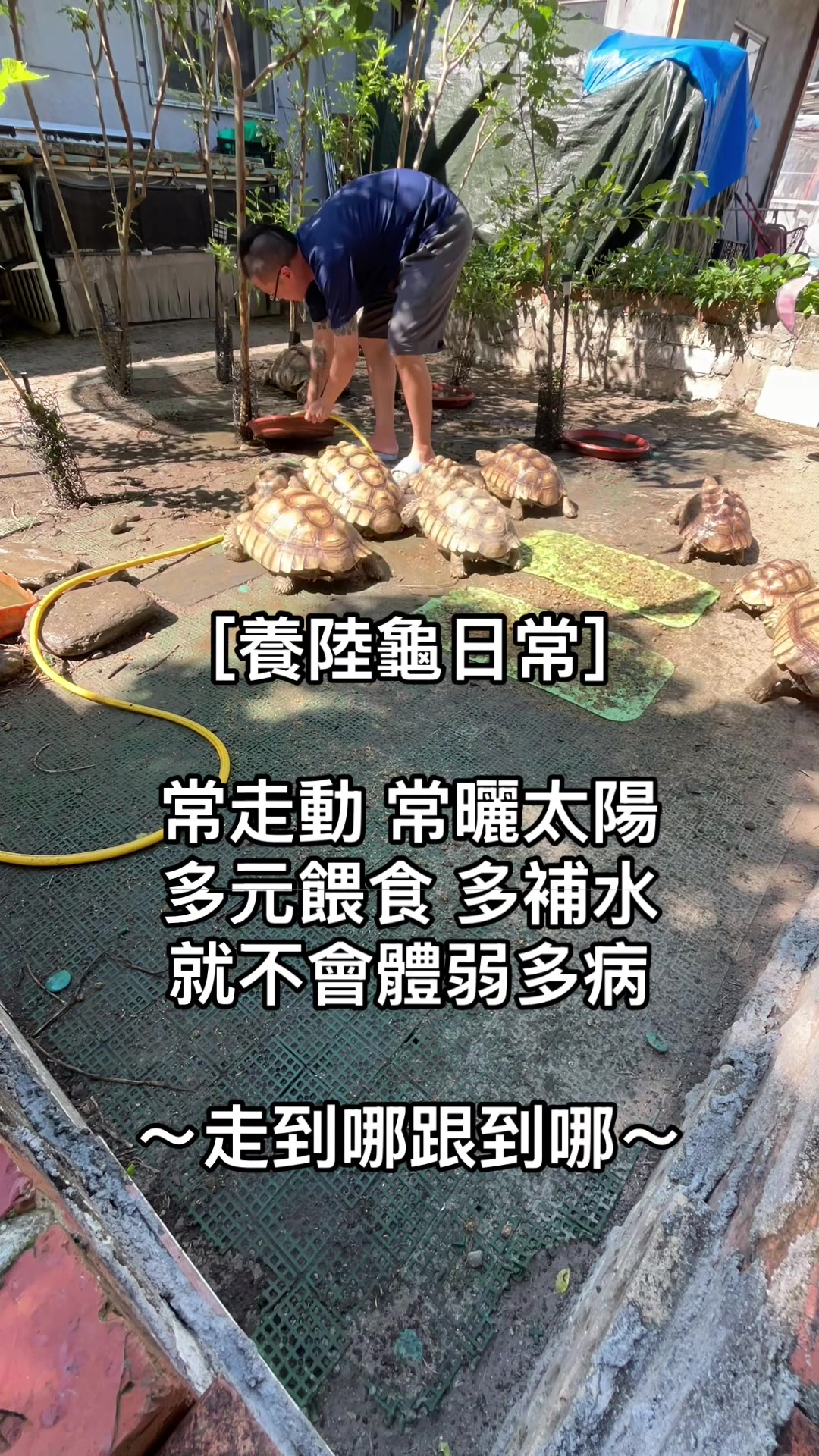 @琰 𝓛𝓸𝓷𝓰來了🐉〽️蘇卡達sulcata陸龜