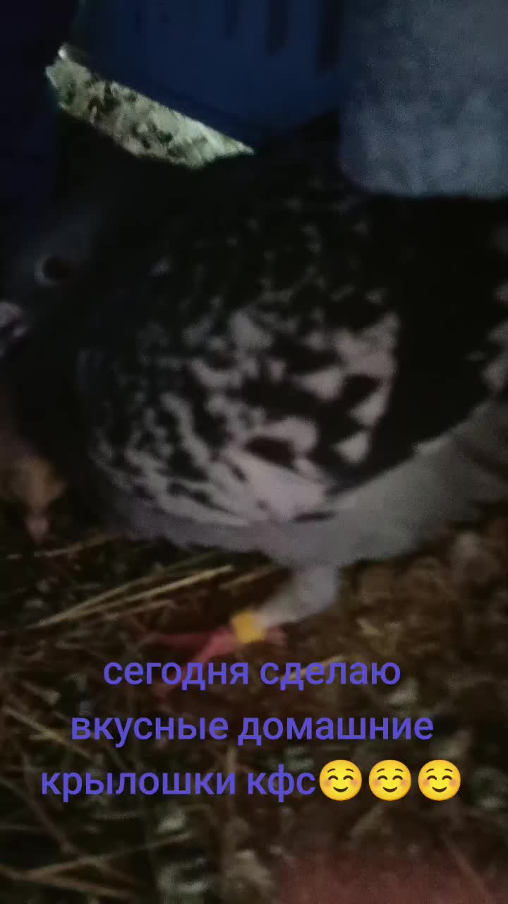 @Pigeon_which_unusual3