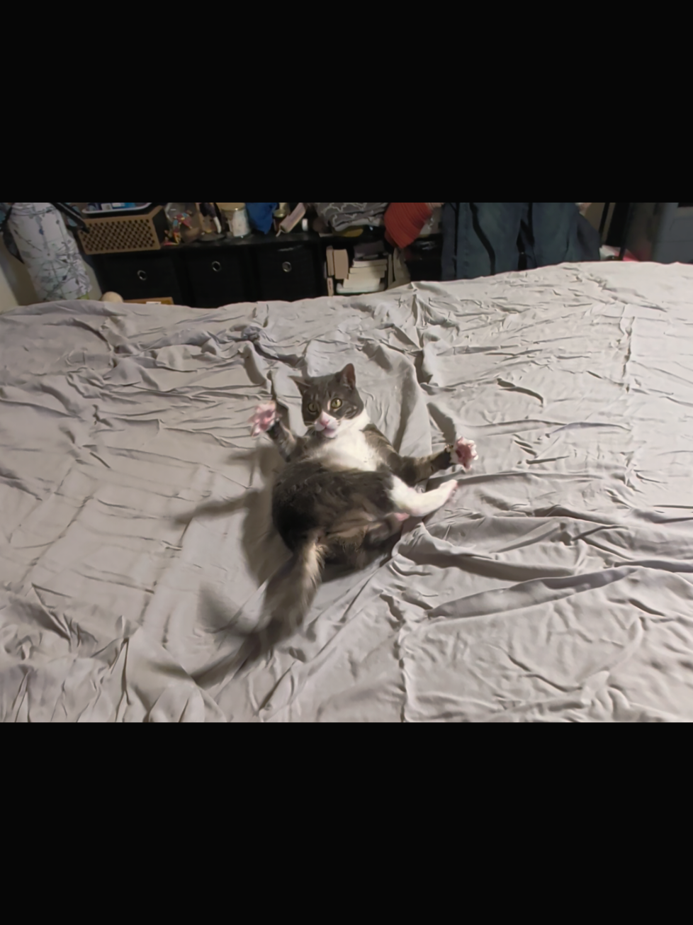 @BuffyTheKittenSpayer