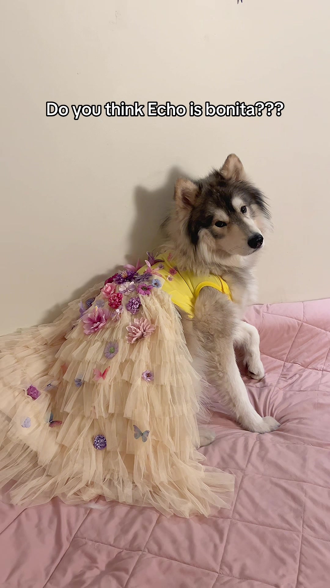 @Echo The Husky