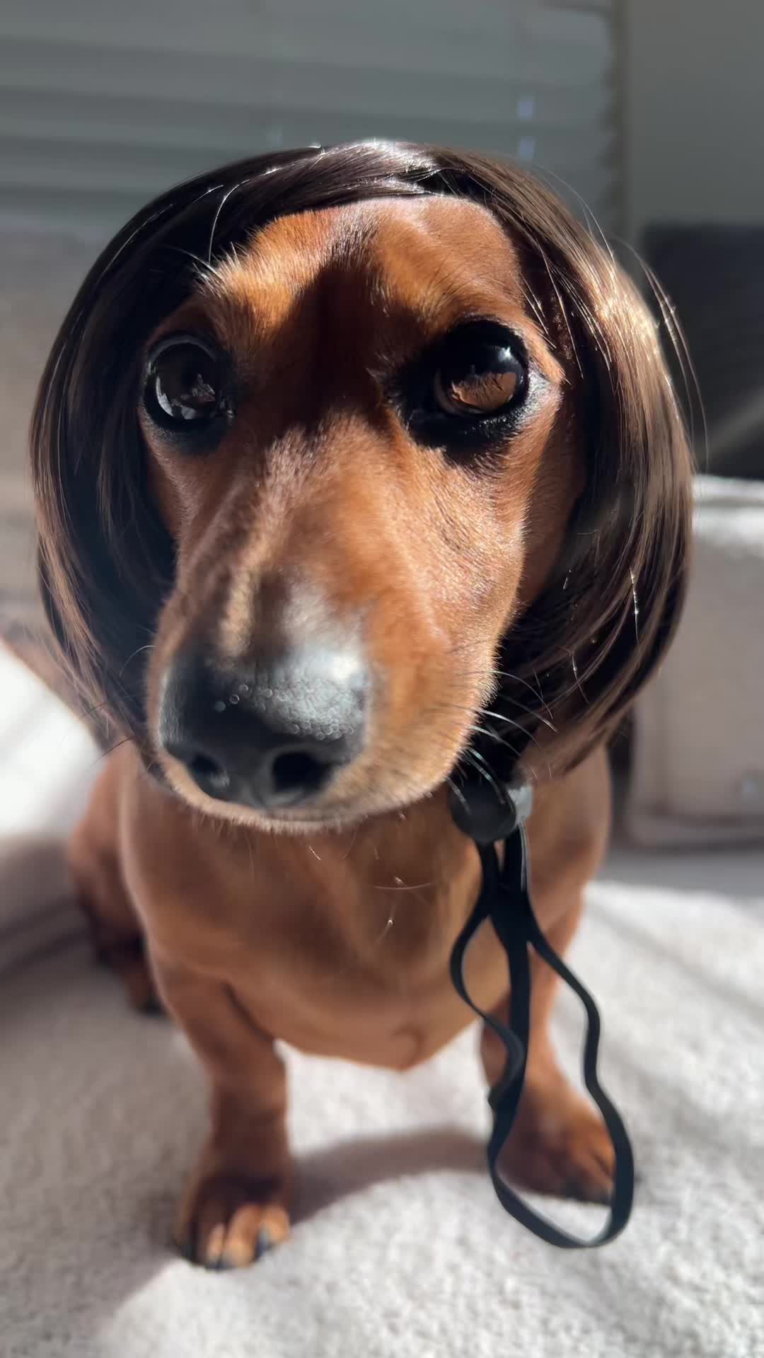 @Slinky Severus-Doo