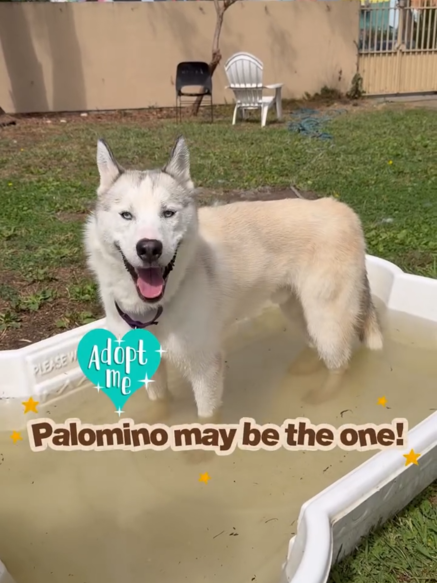 @Oakland Animal Services