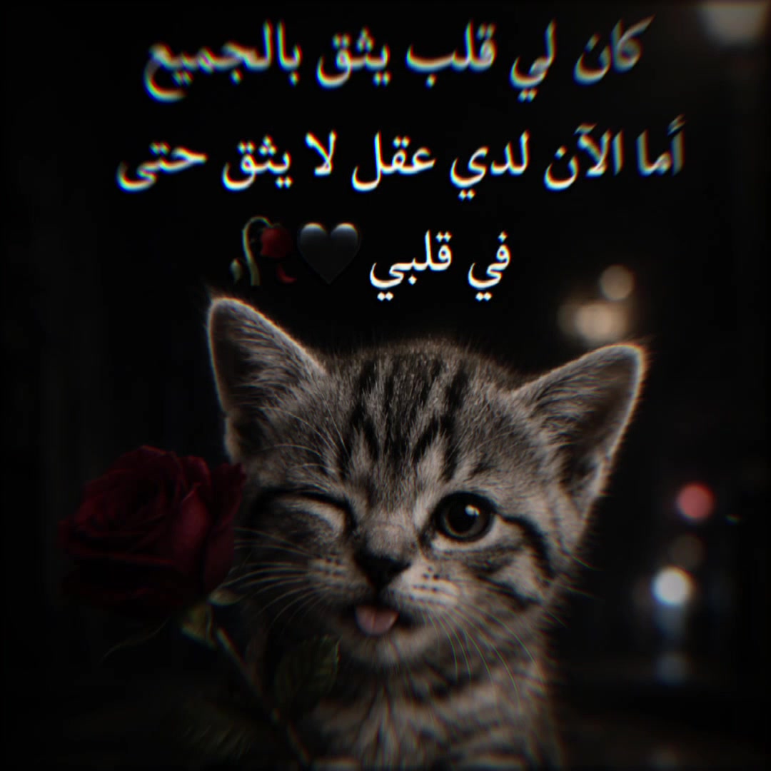 @👑 سـتـوريـات 🎧