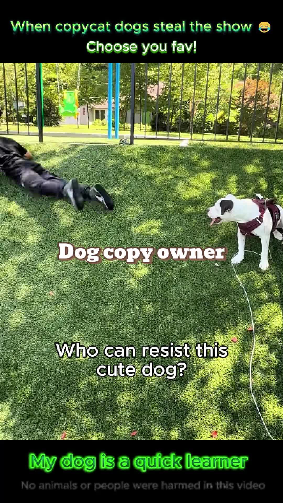 @pet.funny799