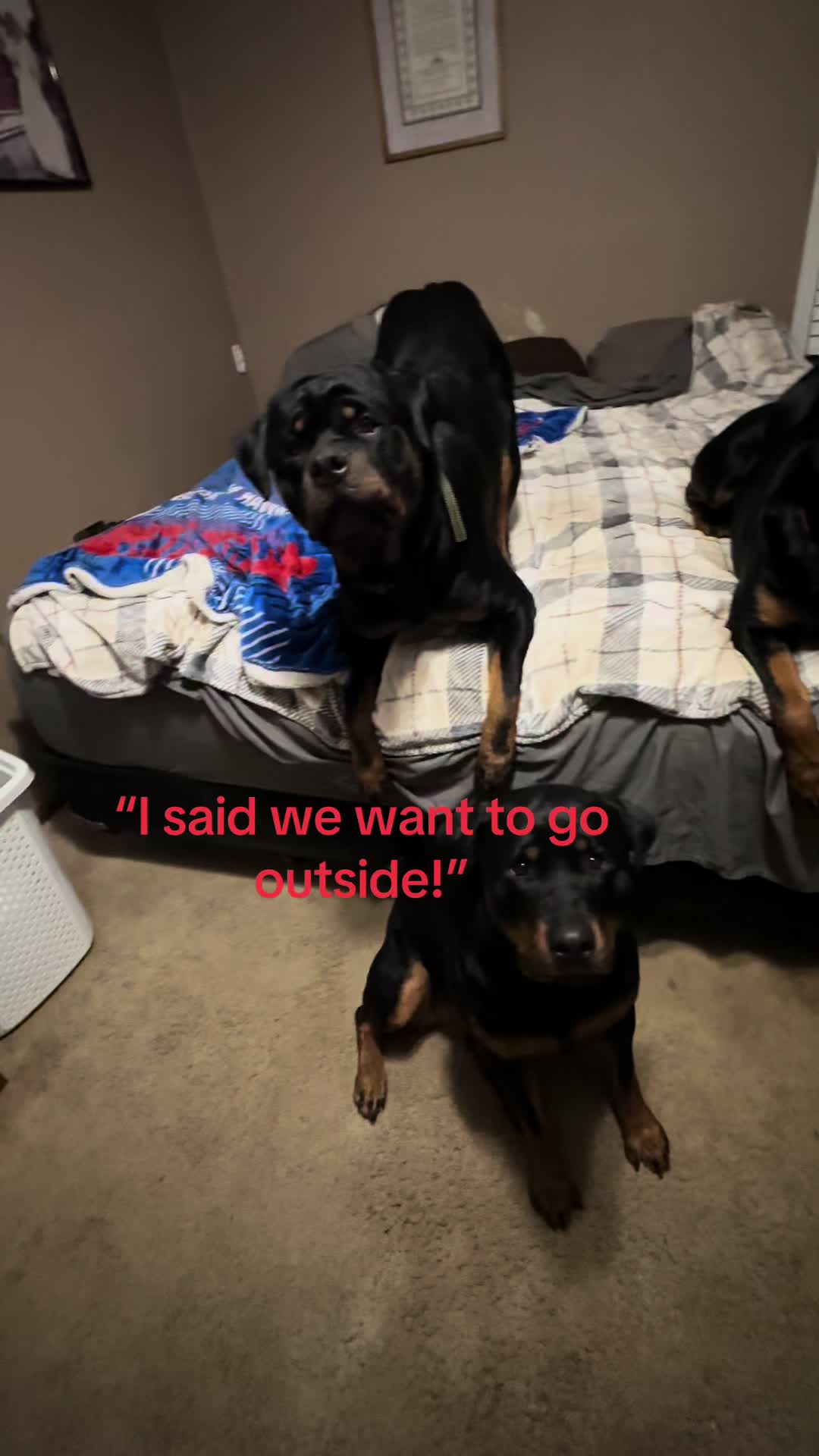 @Christi | RN Dog Lover TTS