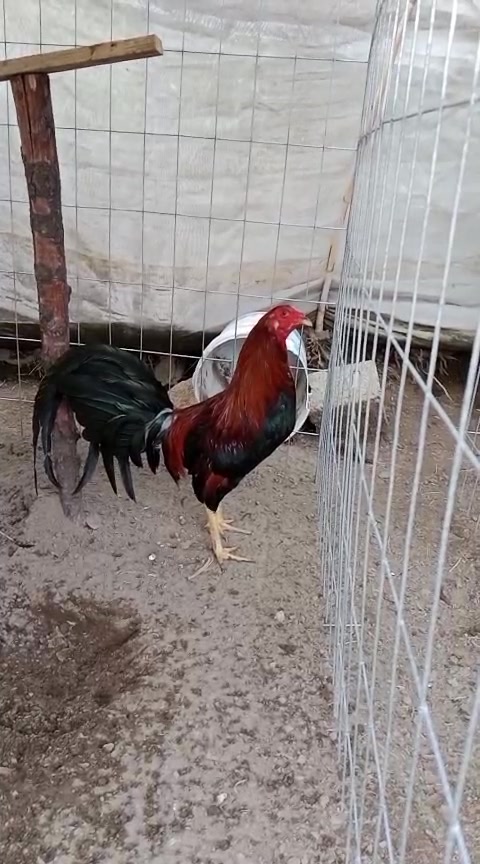 @Gonzalez 45