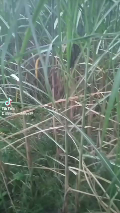@🌼Jeevan Mandal