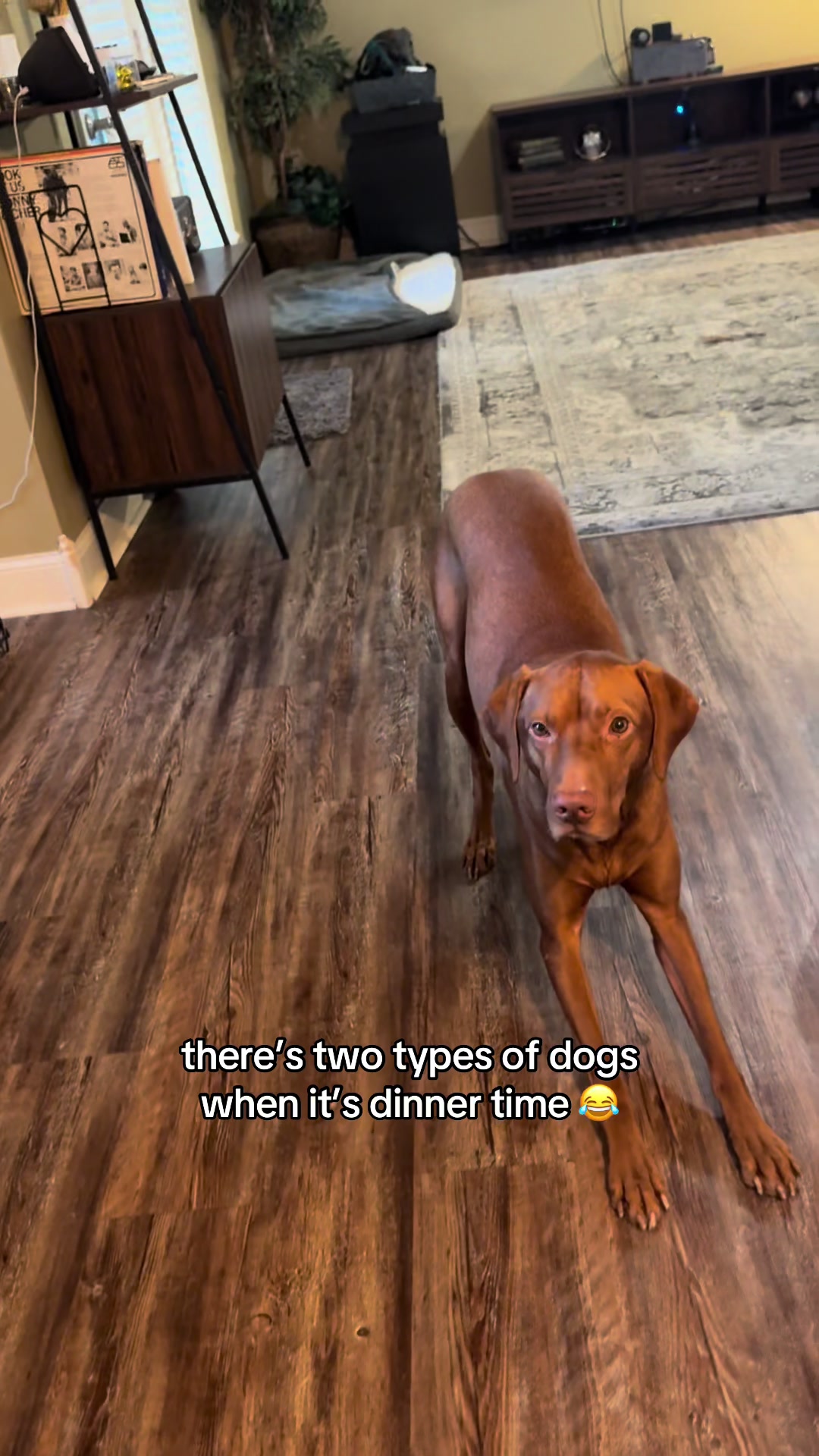 @Tycho the vizsla