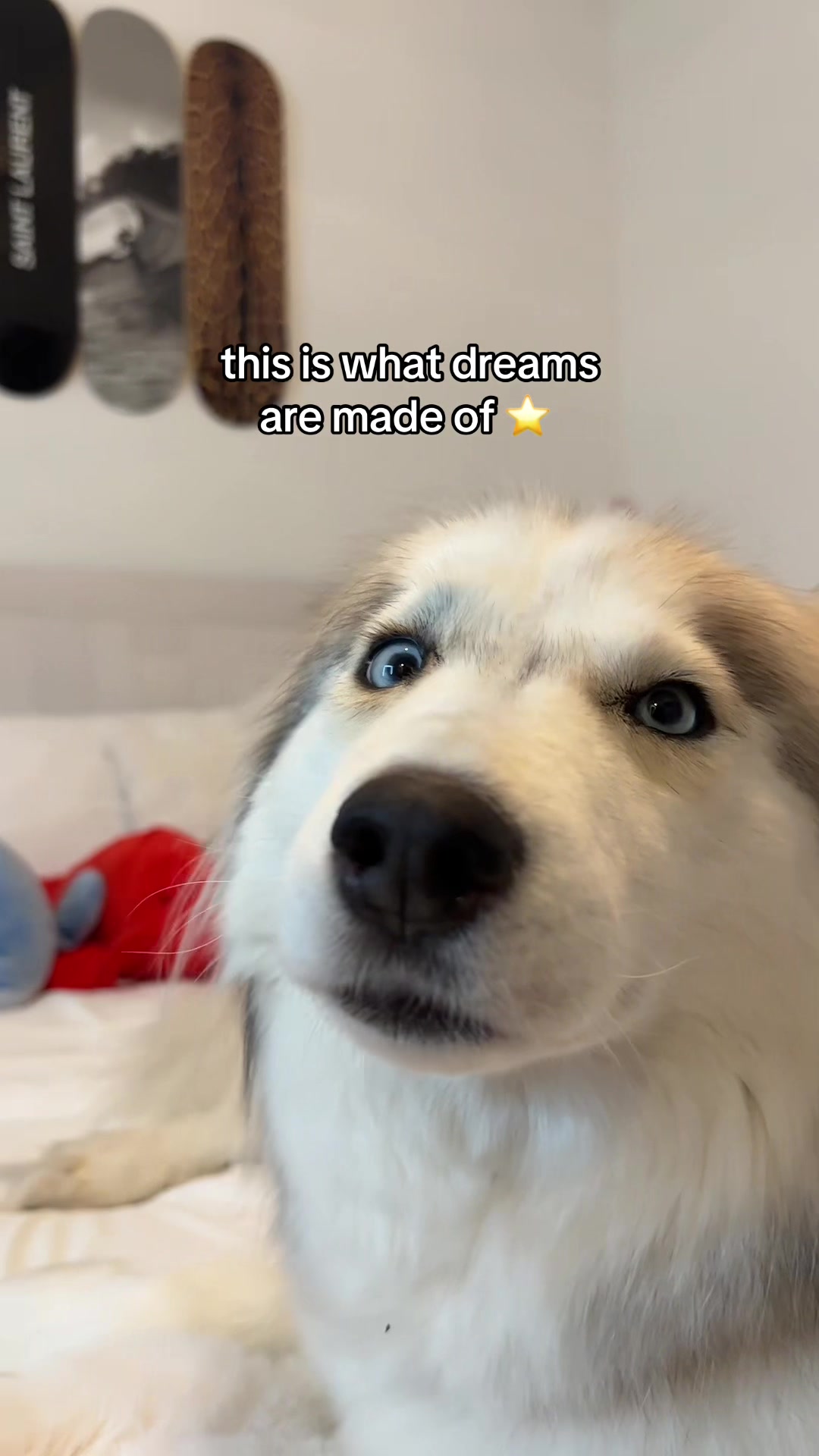 @lifewith2huskies