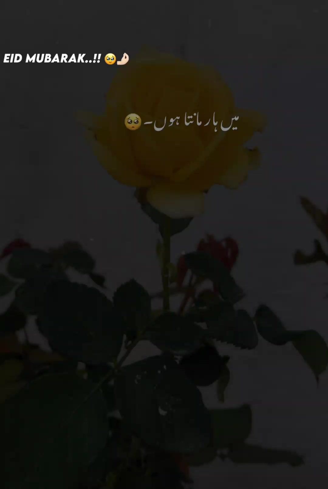 @✍️AM Write