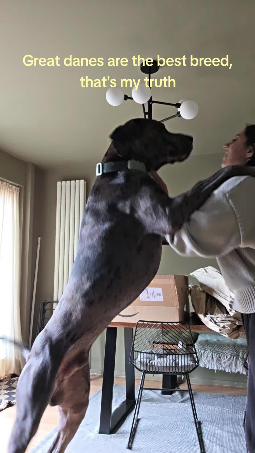 @Magnus the GREAT DANE