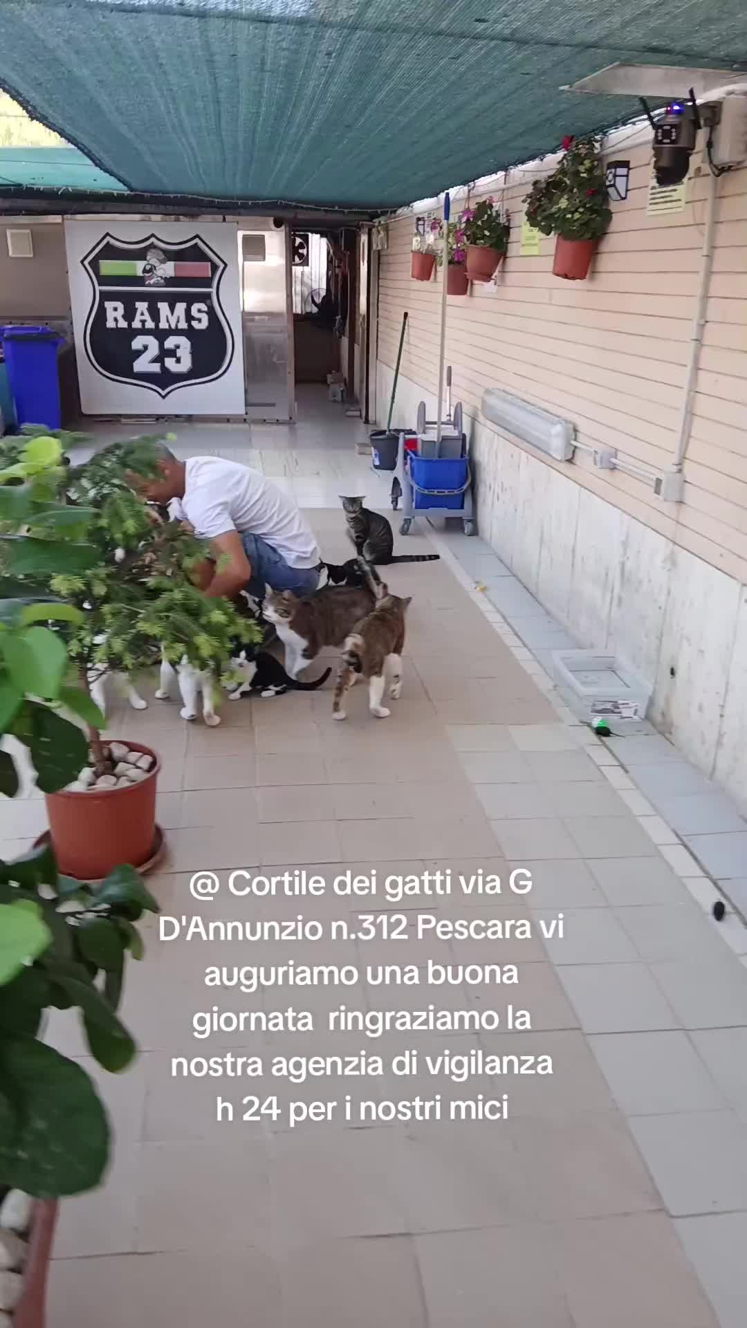 @@ Cortile dei gatti