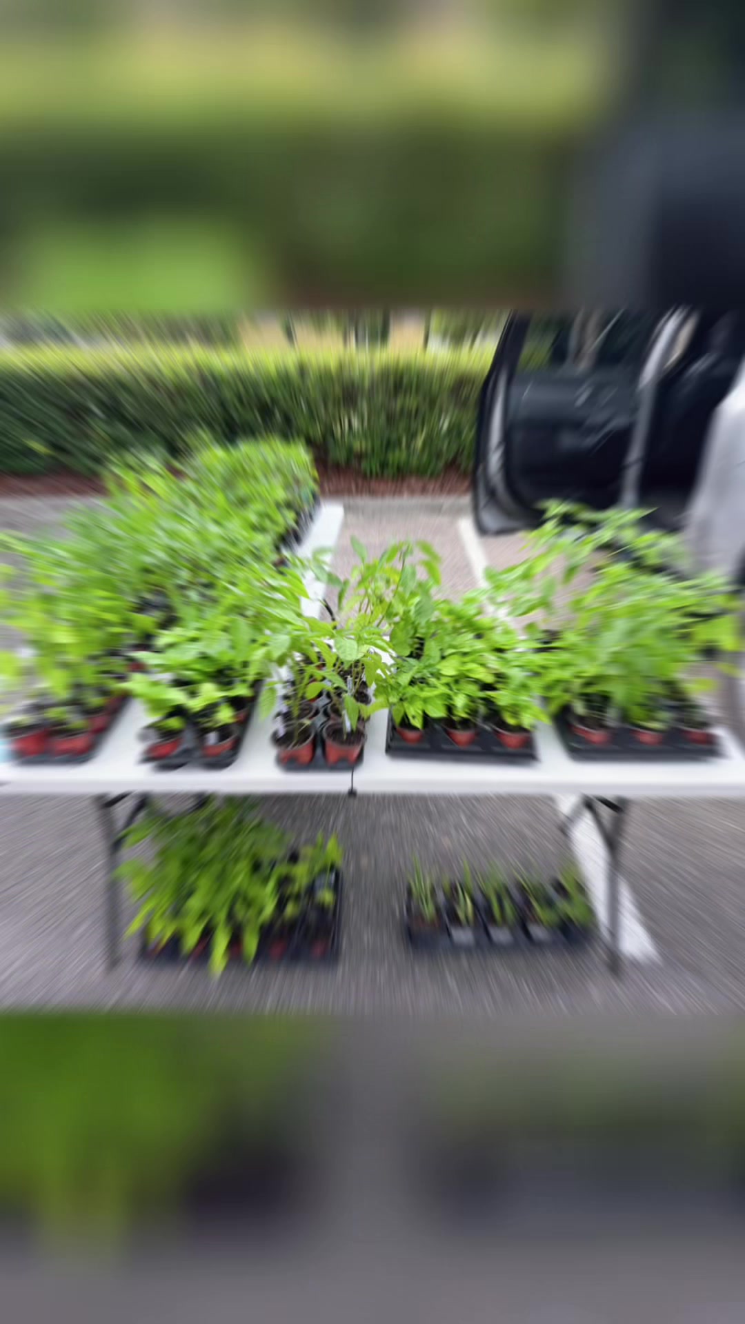 @paintedladyplants