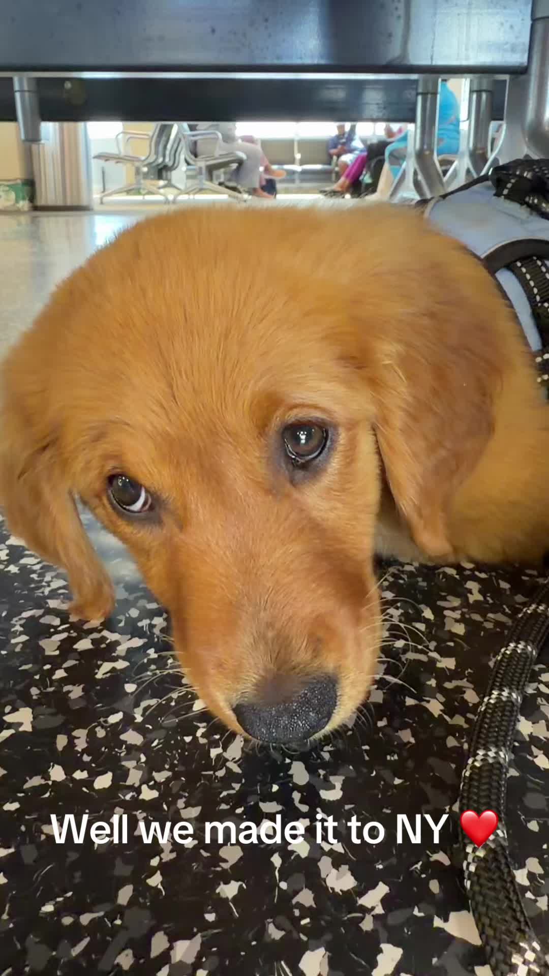 @RhondasRetrievers