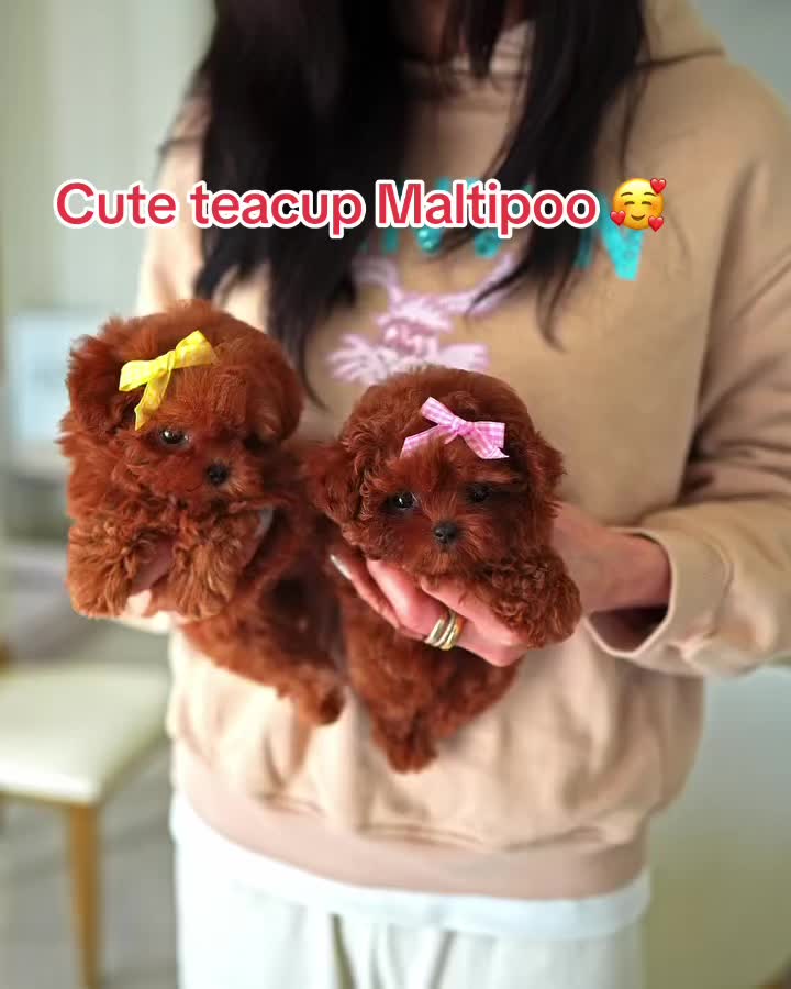 @Aloha Teacup Puppies