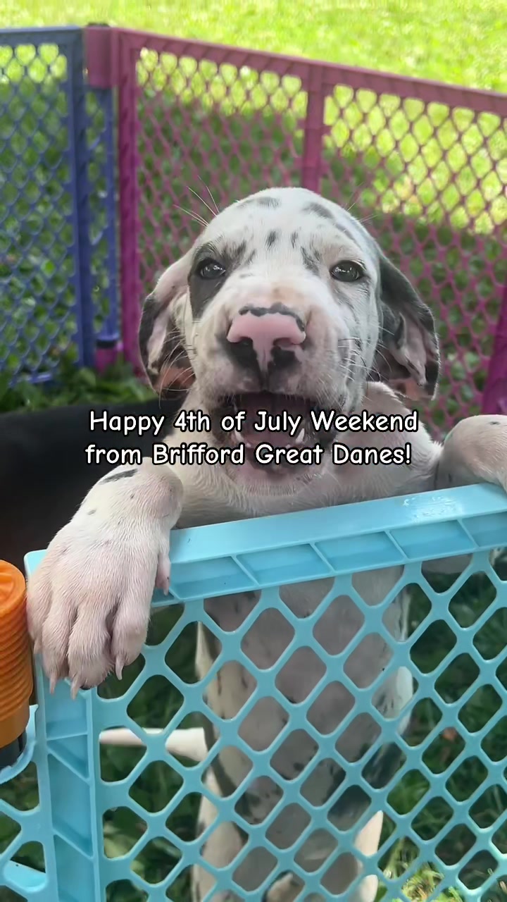 @Brifford Great Danes .com