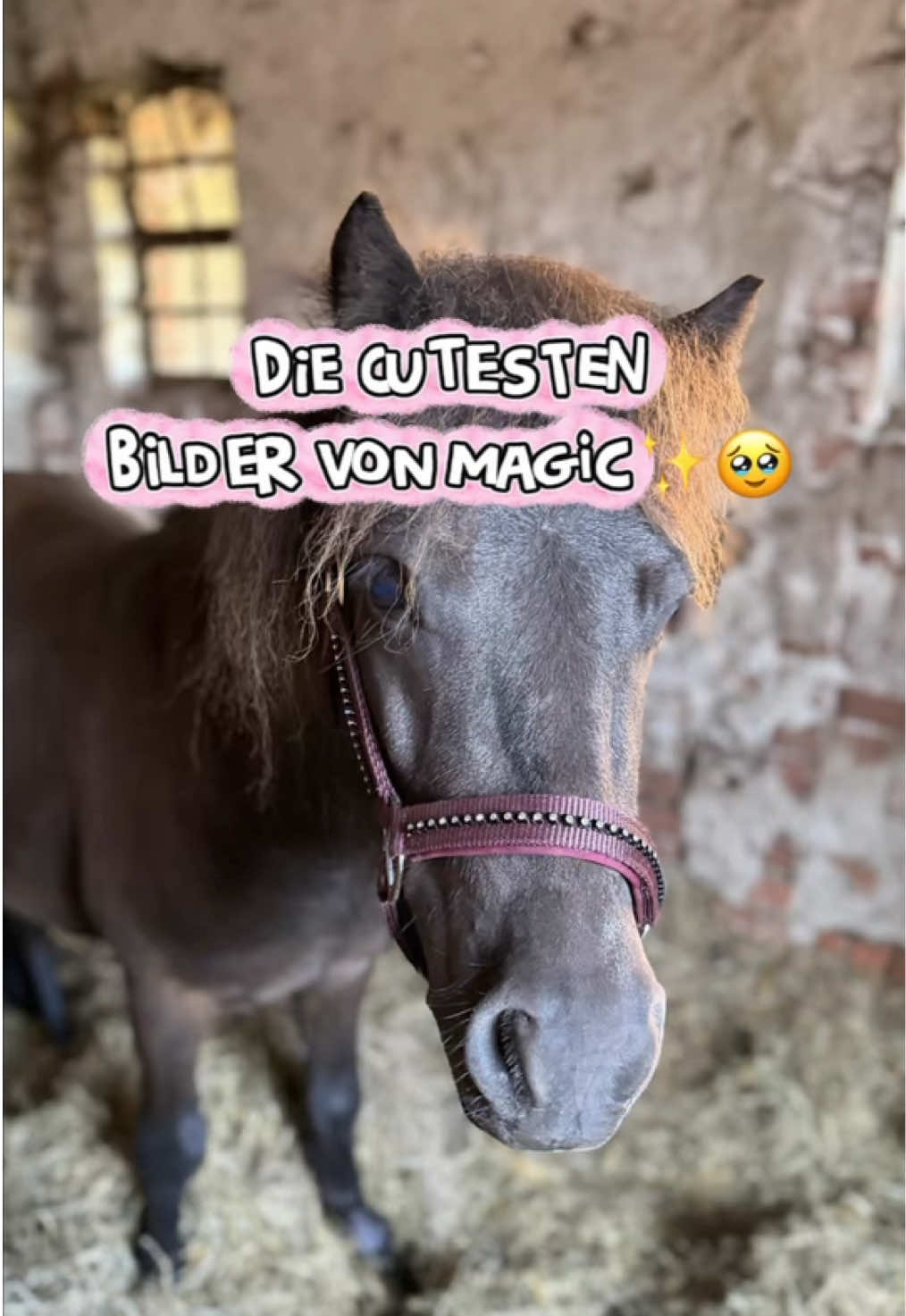 @kht_horselife