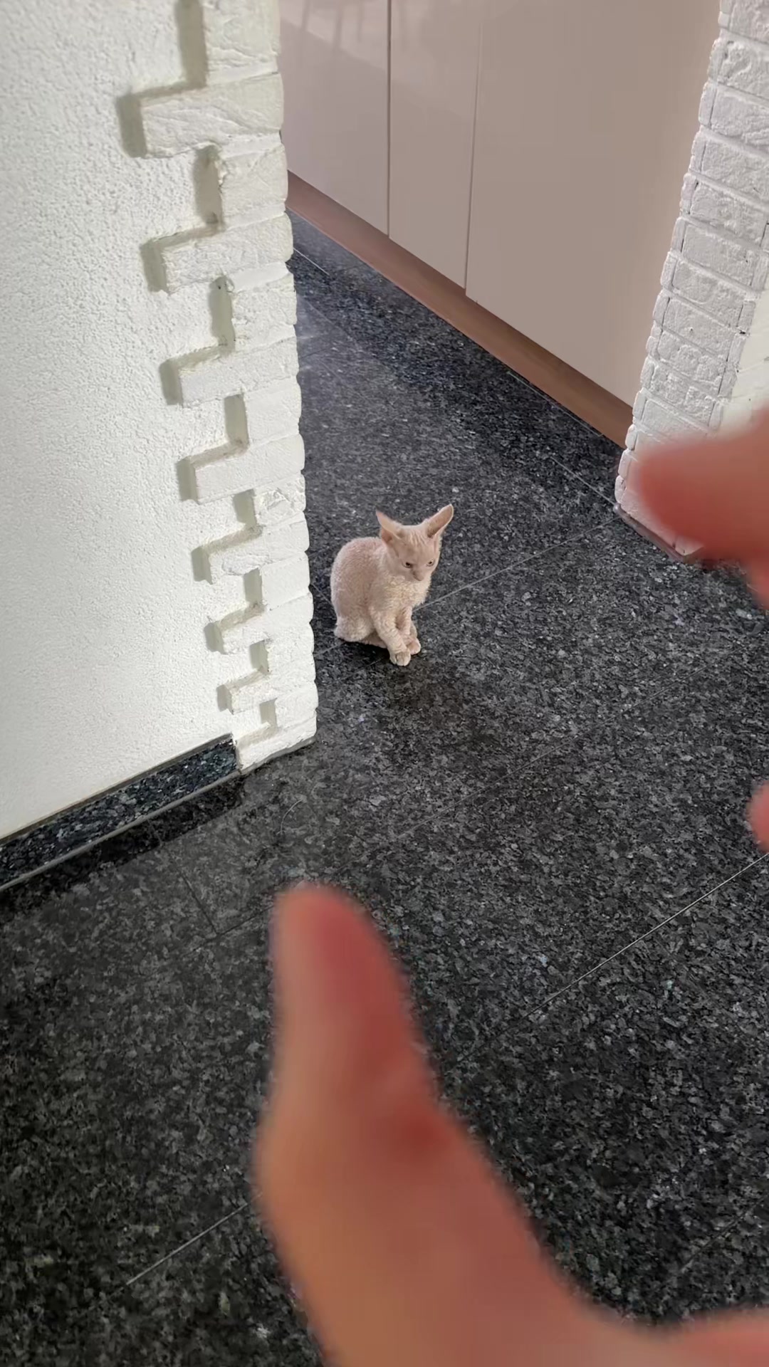 @TugbasCats