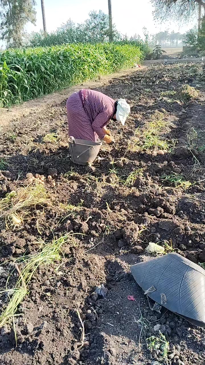 @༺ཌ༈🍒🍒🍒🍒🍒༈ད༻