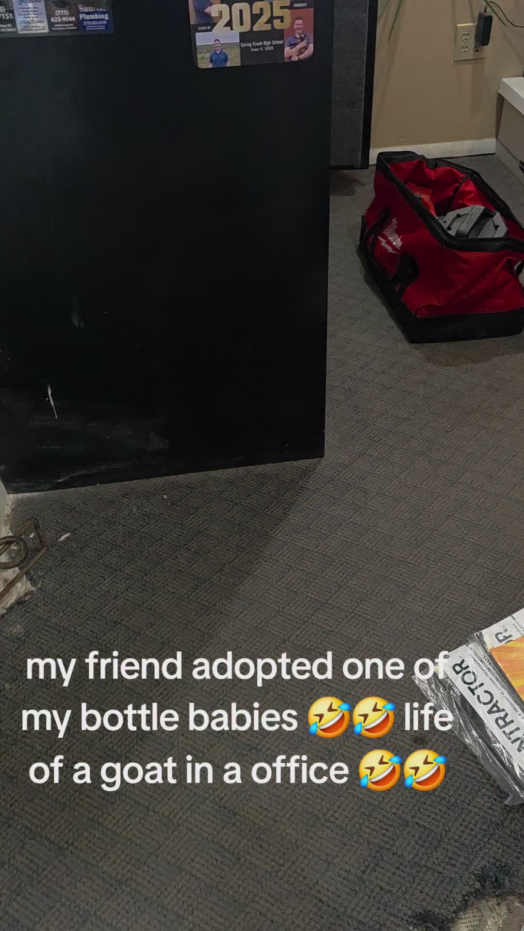 @Joli