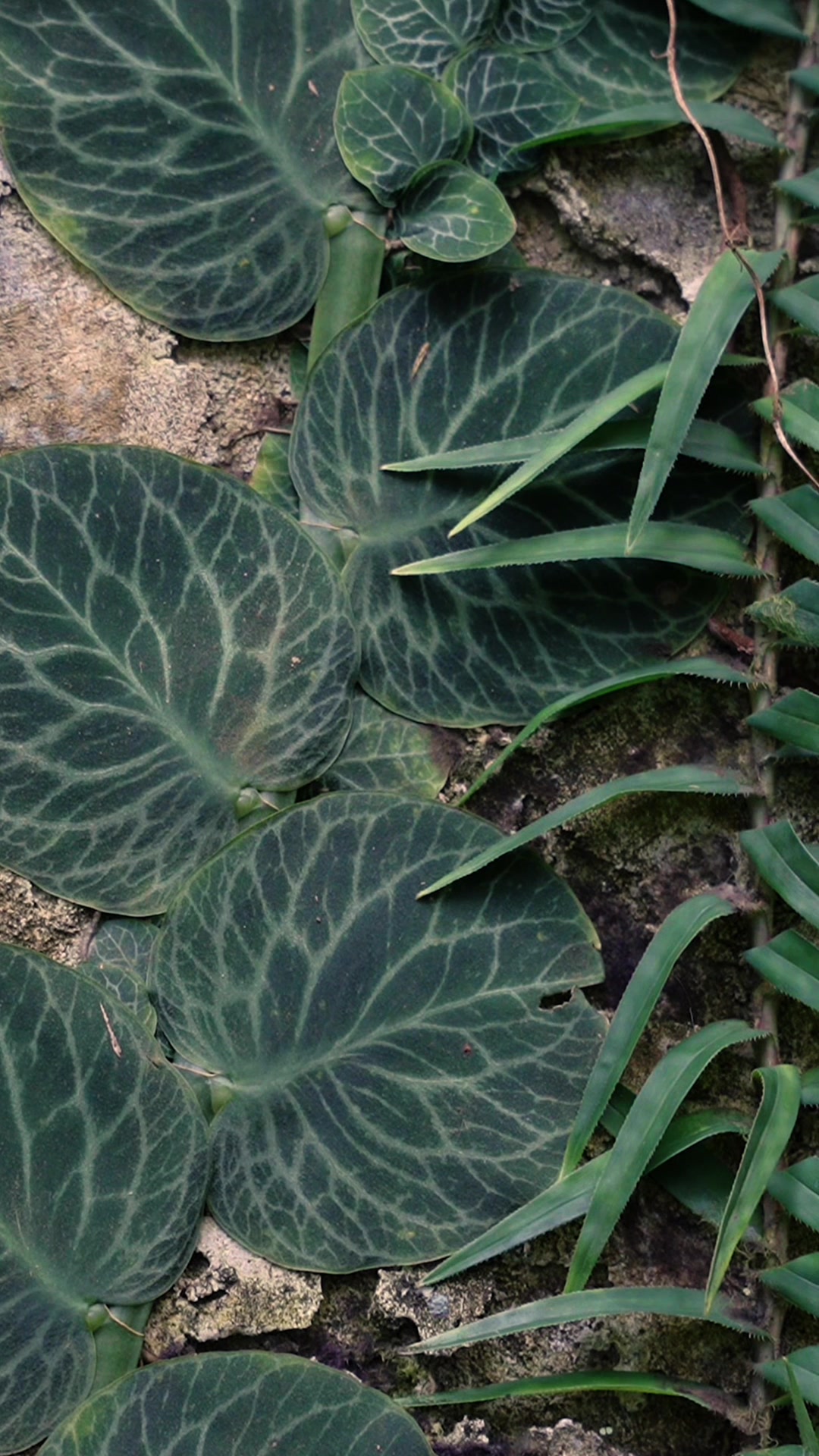 @Fairchild Botanic Garden