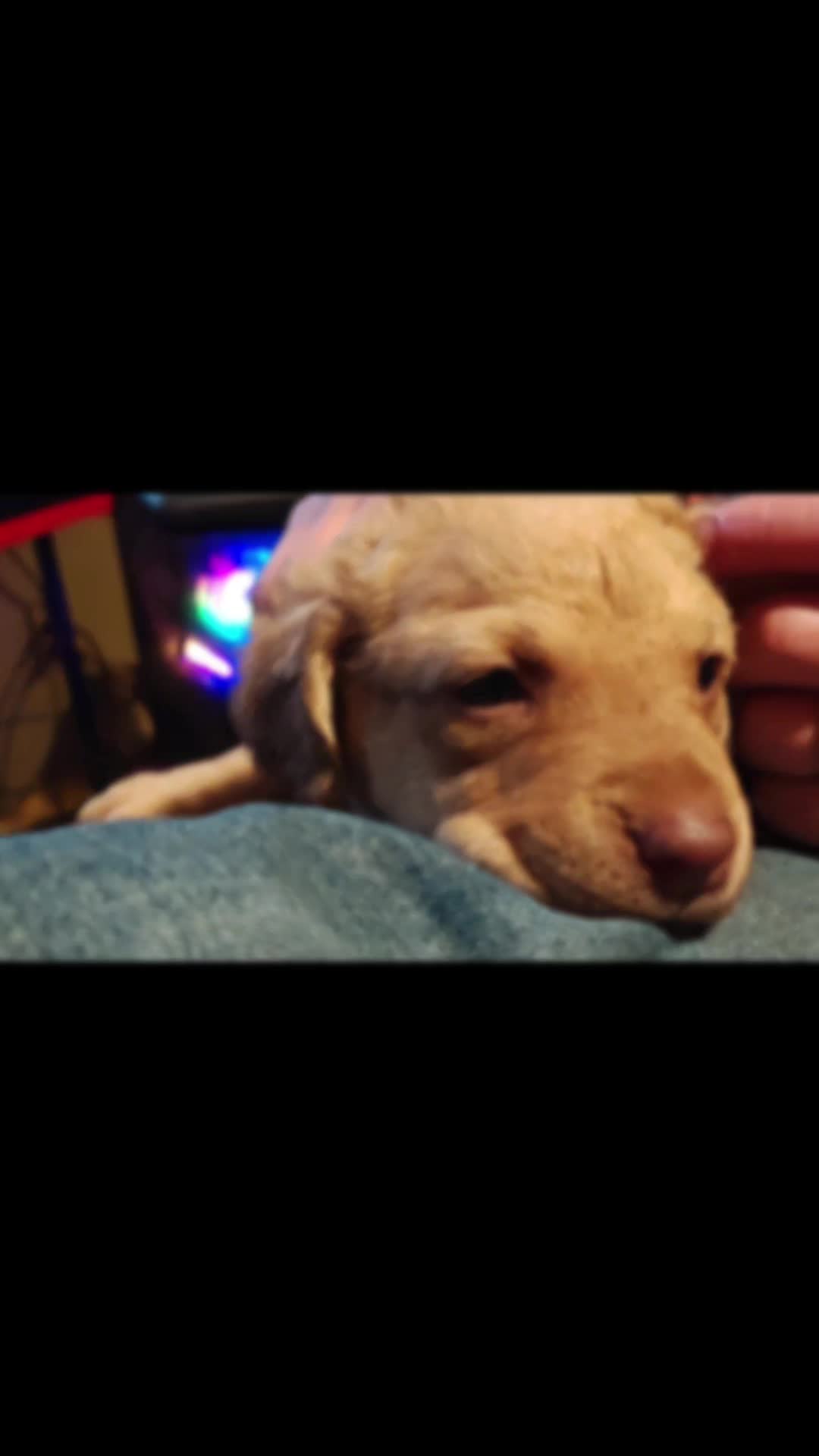 @DesertOasisKennels