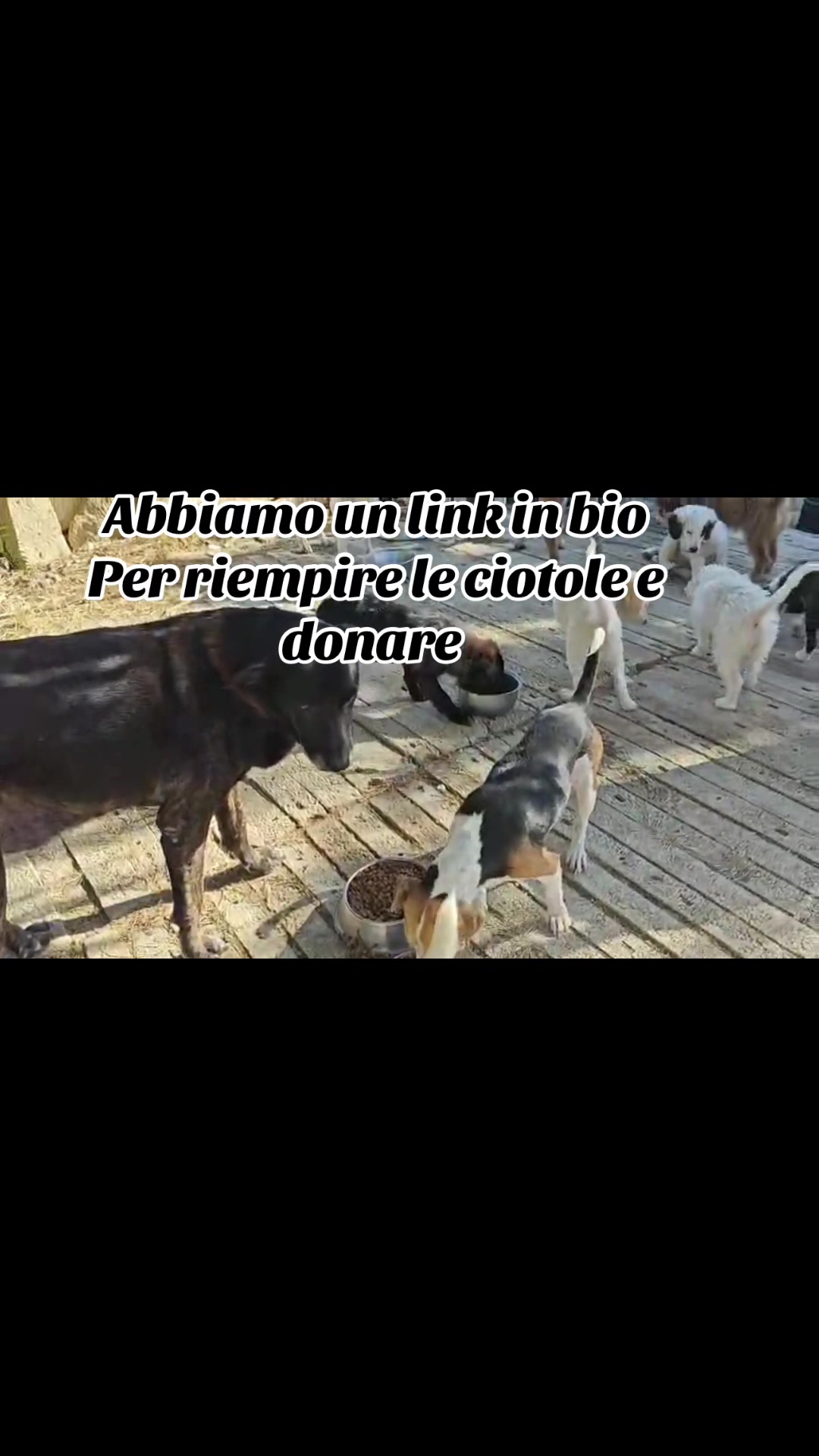 @I randagi di nessuno