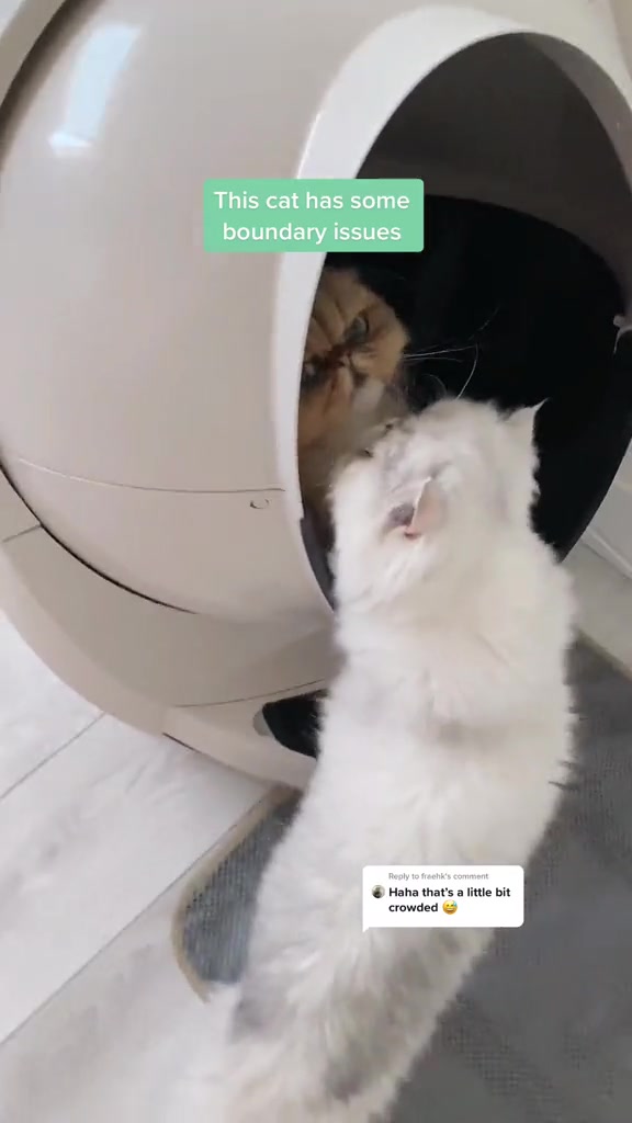 @Dutchkittycat