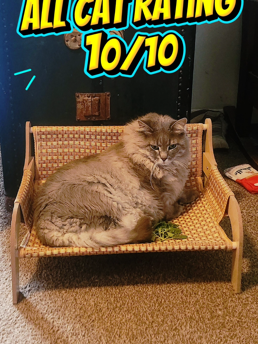 @north_omaha_cat_lady