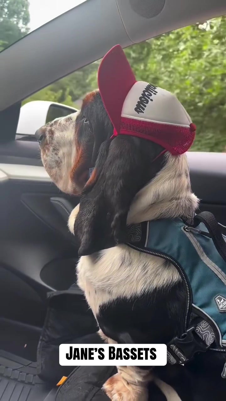 @Basset Hound Pups For Adoption