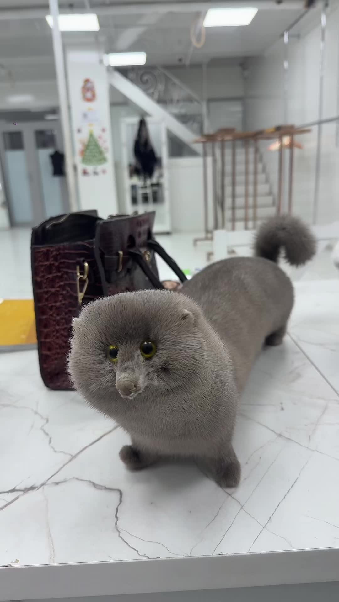 @🇰🇿𝐒𝐡𝐮𝐛𝐚_𝐆𝐮𝐥𝐢𝐦🇰🇿
