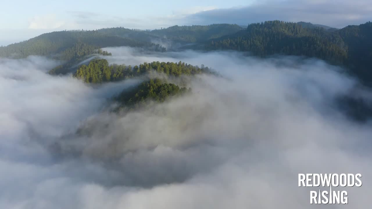 @Redwoods Rising