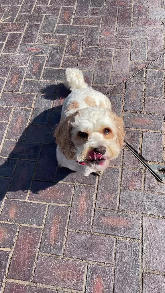 @My Cavachon