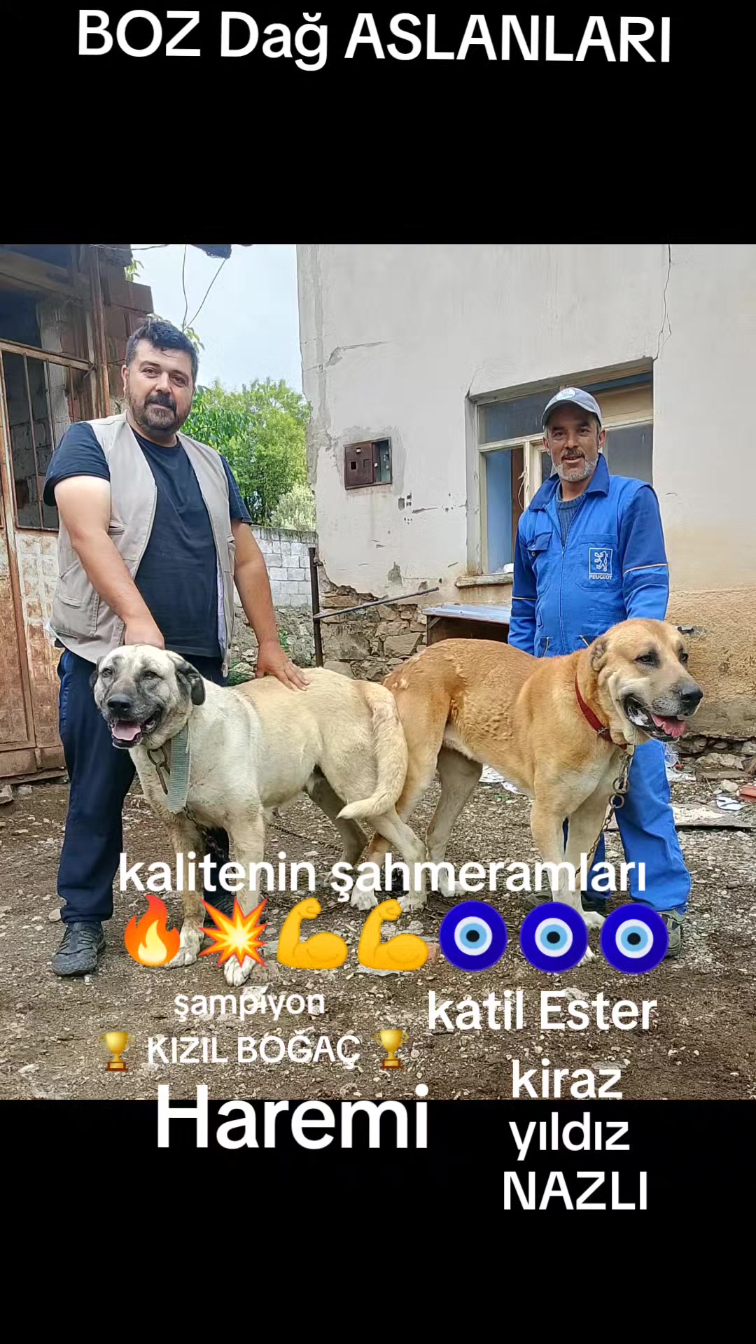 @Boz DAĞLI mmttnr Dev yarenleri