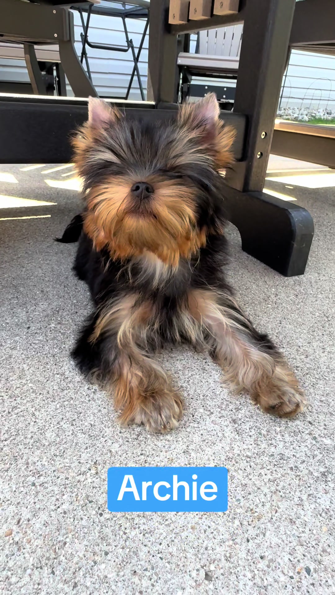 @Kimbrays Yorkies