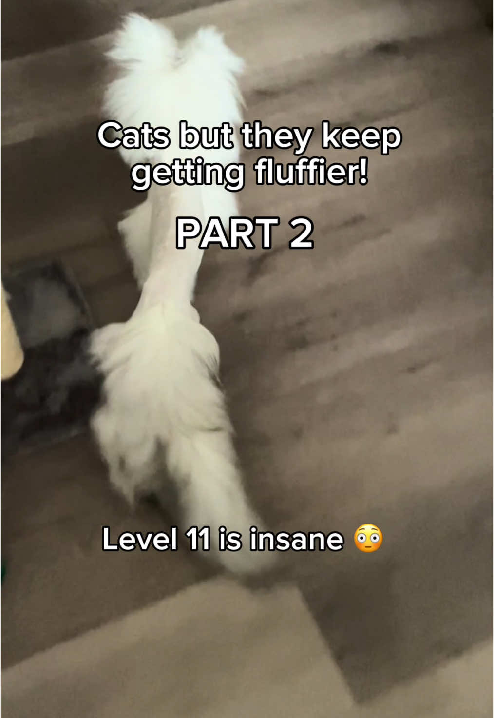 @KittenMitten
