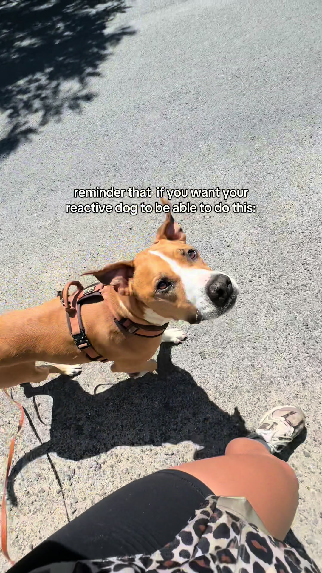 @Abby KPA-CTP | Dog Trainer